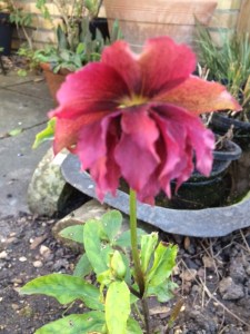 Phenomenon: I don't buy double hellebores - can this be a natural cross, or have I forgotten a generous present from someone?