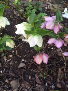 Hellebores, 22 March 2015