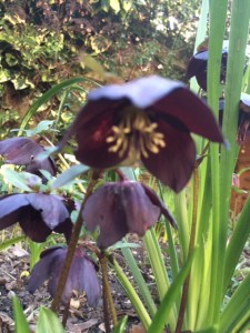 My 'black' hellebore