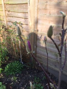 A flower on my wonderful new magnolia, 'George Henry Kearn', about to emerge