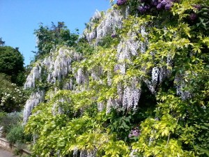 Wisteria at CUBG, May 2014
