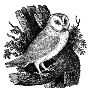 The barn owl
