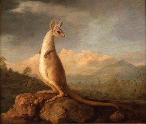 Stubbs' 'kongorou', painted for Sir Joseph Banks. (Courtesy of The Art Fund)
