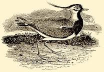 Bewick lapwing