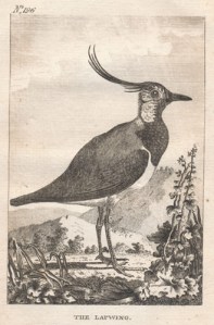 The lapwing, from Smellie's English translation of Buffon