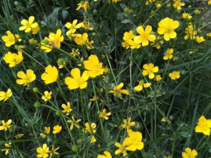 Buttercups