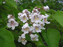 Catalpa bignonioides in flower