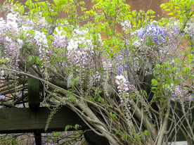 Two varieties (Chinese and Japanese?) in the garden at Ca' Rezzonico. Their trunks are so intertwined that they look like one plant - could a graft have been used?
