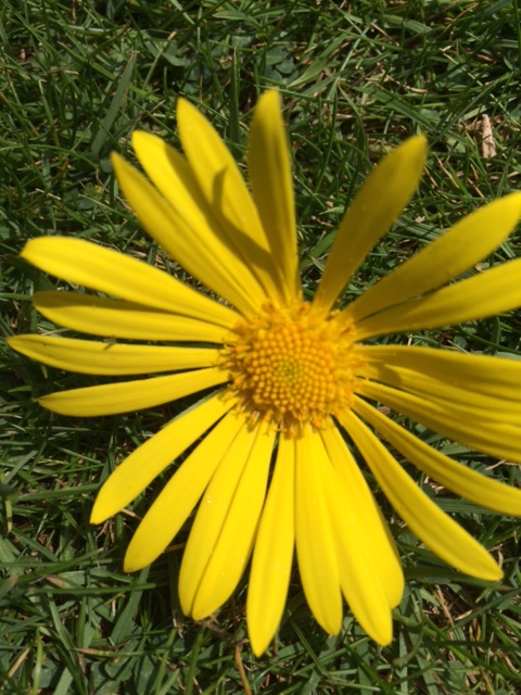 Doronicon orientale (leopard's bane), picked strictly for the purpose of education