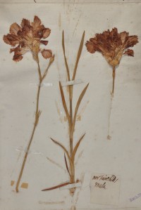 A specimen of Fairchild's mule in the Oxford University Herbaria