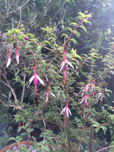 My 'Lady Bacon', irrelevant in this context, but pretty.