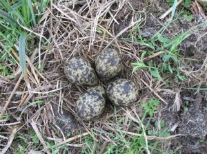 A lapwing nest. This image is from the RSPB blog: on Otmoor, lapwings are called 'horywinks'