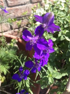 Larkspur