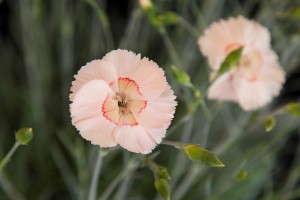 Dianthus (Allwood Group) 'Tequila Sunrise' from Whetman Pinks