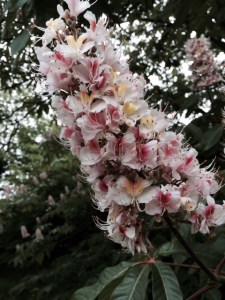 Inflorescence of Aesculus indica.