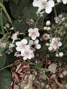 Bramble (and bees)