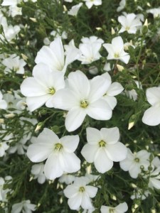 Gorgeous but unidentified...