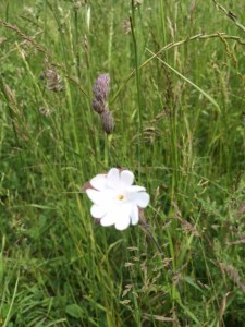White campion