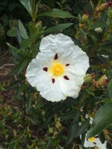 Cistus