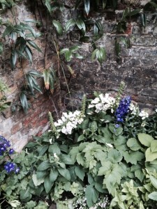 Foxgloves light up a dark corner - and the Clematis armandii must have been brilliant earlier in the year.