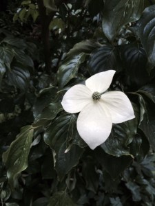 Cornus kousa 'China Girl'