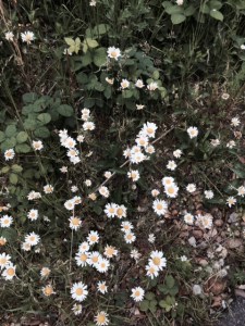 Daisies