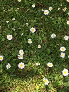 There are daisies all over the grass paths and edges