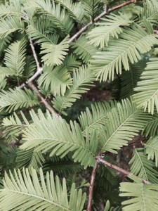 The dawn redwood's leaves.