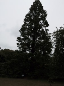The dawn redwood's profile against the sky.