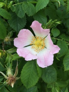 Dog rose
