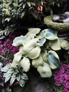 Hostas were a feature in several gardens...