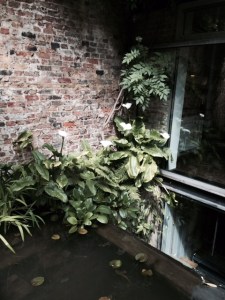 Zantedeschia brighens the wall above a fishpond