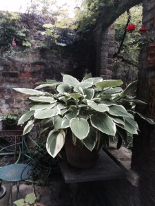 ... with no slugs in sight.