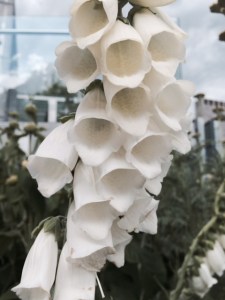 White foxglove