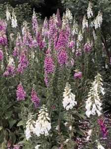 Foxgloves