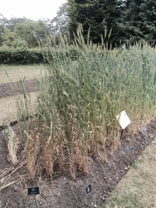 The developong line from goat grass and emmer to early modern wheat...