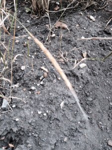 A drooping head of goat grass.