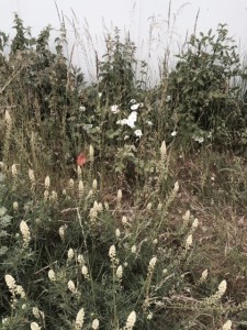 Mignonette, grasses and convolvulus