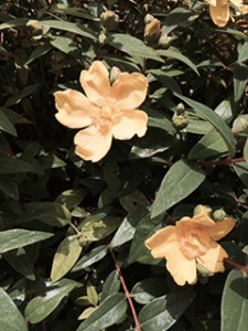 Hybrid Hypericum, possibly 'Hidcote'?