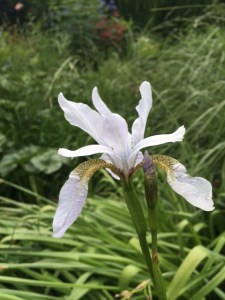 Iris