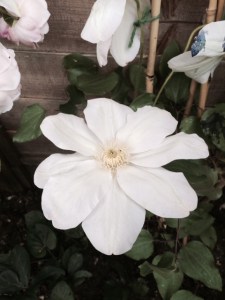 My new clematis 'Jeanne's Pink', from Waresley Park Garden Centre