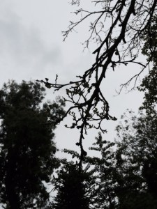 But (take my word for it), some of the branches have leaves at the tips.