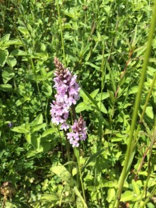 Is this an early purple orchid?