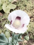 Poppy 2