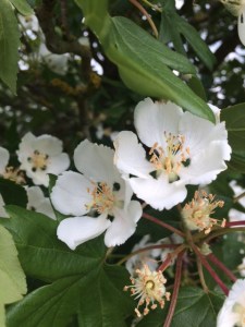 Prunus ?? tribunata???