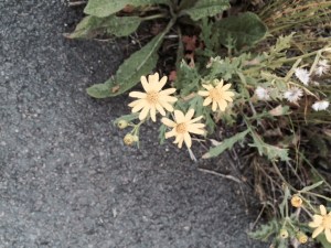 Ragwort