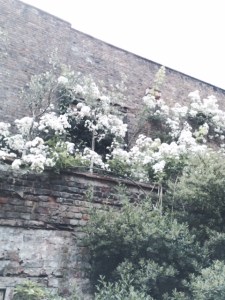 ... and a stunning rambler ('Kiftsgate'?)