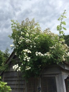 The rambler over the shelter in the scented garden