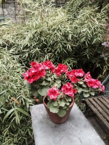 Regal pelargonium and bamboo