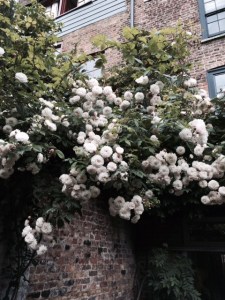 Rose 'Félicitéet Perpetue'